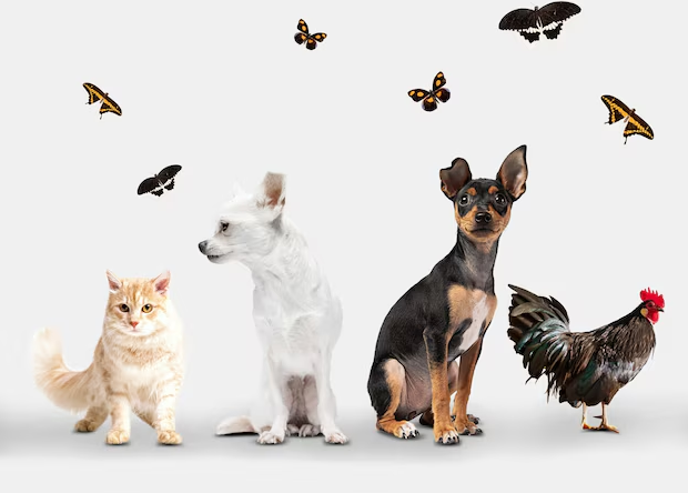Os inúmeros benefícios de ter um animal de estimação em casa