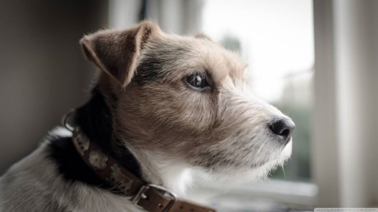 Qual a melhor ração para cães idosos?